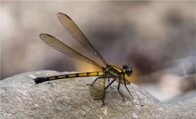 Diphlebia coerulescens